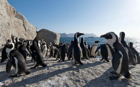 Penguin Colony at Boulders Beach