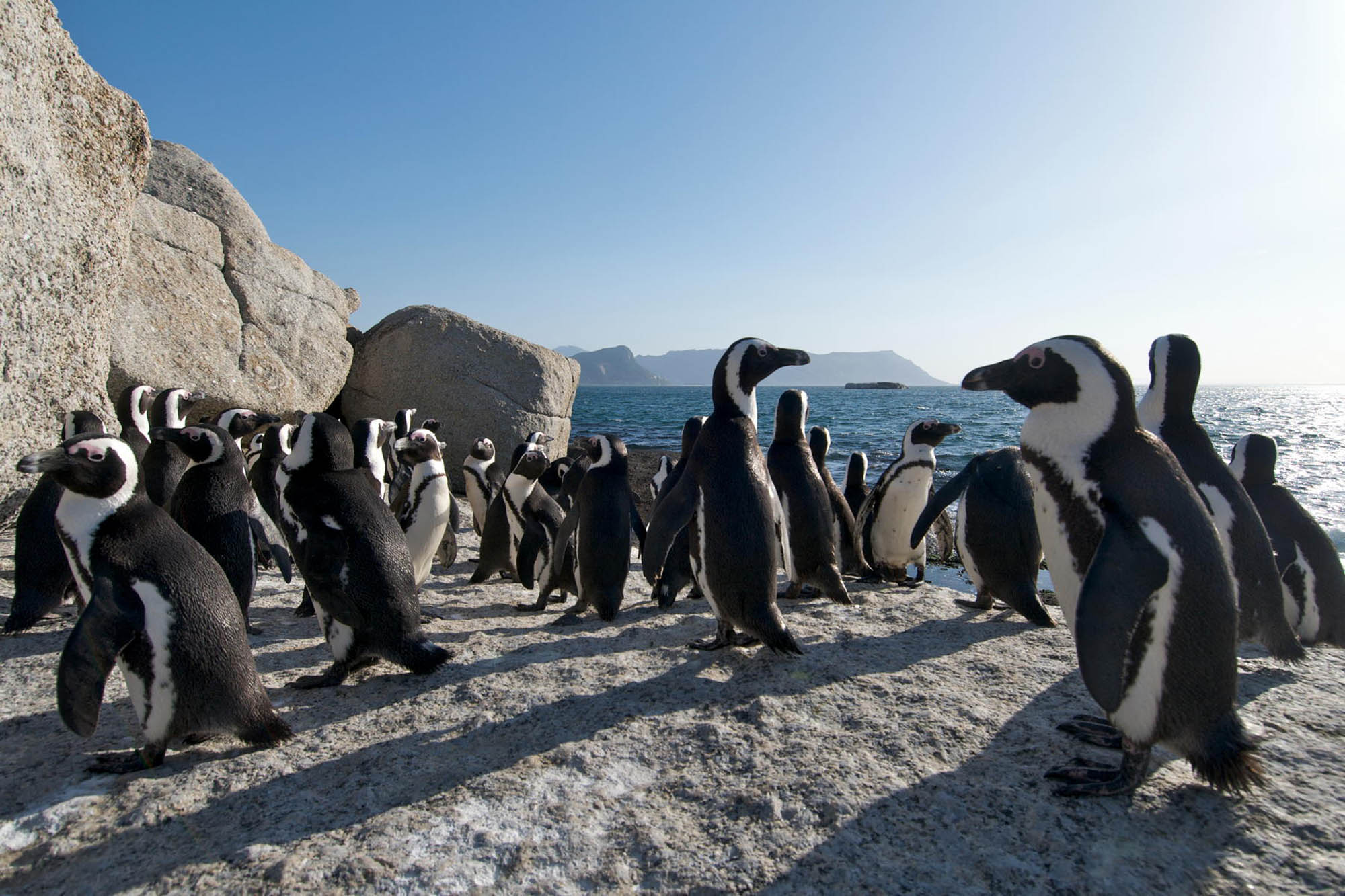 The Ultimate Full Day Cape Peninsula Tour » African Peninsula Tours