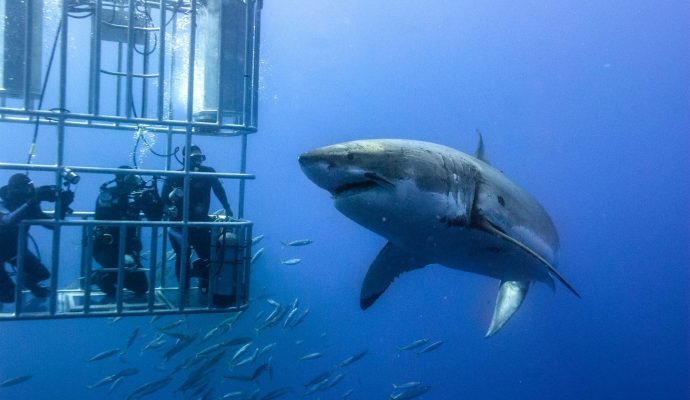 Shark Cage Diving Shark Cage Diving
