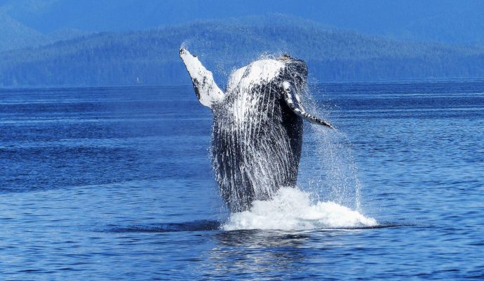Whale Watching Season in Hermanus